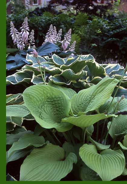 Mixed Hostas